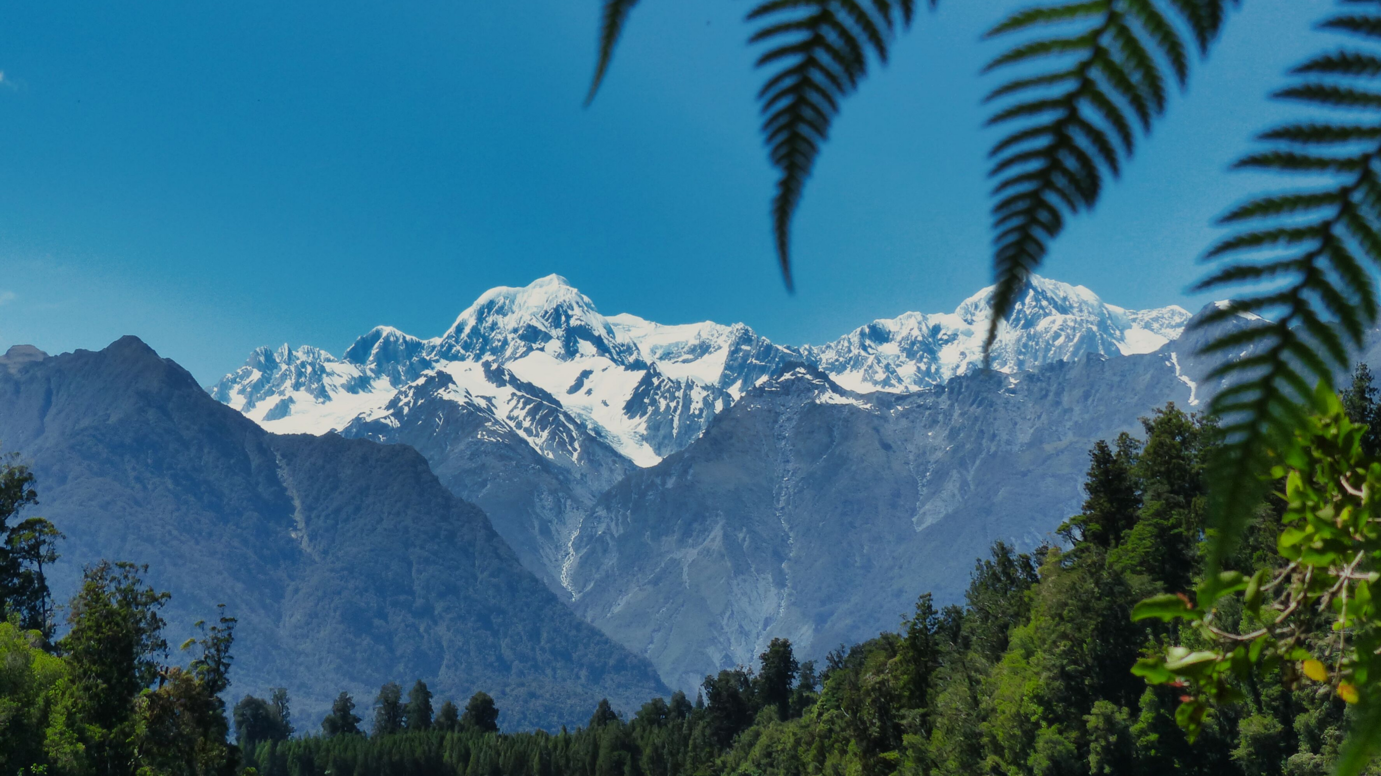 Snow-capped New Zealand mountains framed by native silver fern